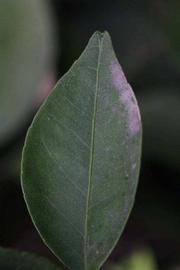              Margin (Riverside, CA)       