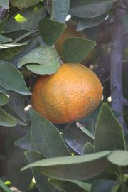            Fruit (Riverside, CA)   