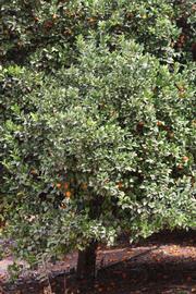            Habit (Riverside, CA)   