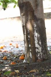            Bark (Riverside, CA)   