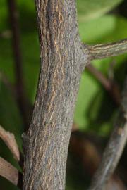              Second - third year twig (Riverside, CA)       