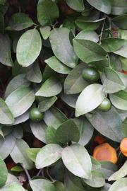              Sun leaves (Riverside, CA)       