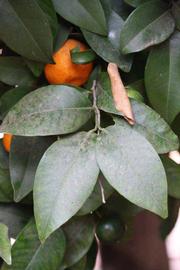              Sun leaves (Riverside, CA)       