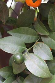              Sun leaves (Riverside, CA)       