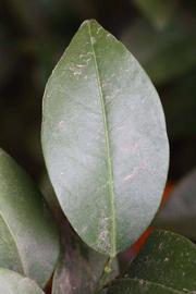              Unifoliolate leaf (Winter Haven, FL)       