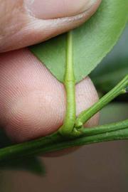              Petiole (Riverside, CA)       