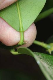              Petiole (Riverside, CA)       