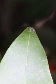              Margin (Riverside, CA)       