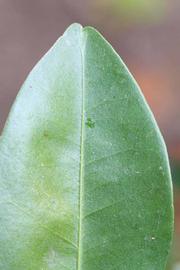              Margin (Riverside, CA)       