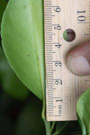              Unifoliolate leaf (Winter Haven, FL)       