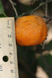            Fruit (Riverside, CA)   