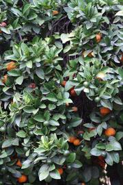            Sun leaves (Riverside, CA)   