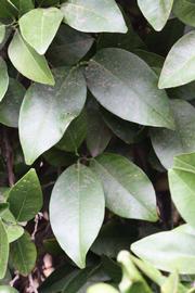            Sun leaves (Riverside, CA)   