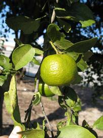            Immature fruit (Winter Haven, FL)   