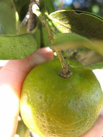            Immature fruit (Winter Haven, FL)   
