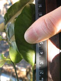              Unifoliolate leaf (Winter Haven, FL)       