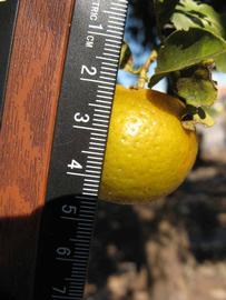            Fruit (Winter Haven, FL)   