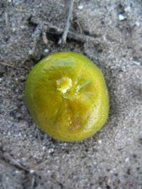            Immature fruit (Winter Haven, FL)   