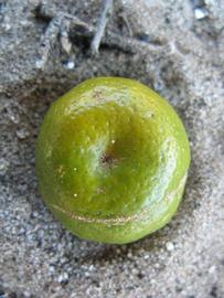           Immature fruit (Winter Haven, FL)   