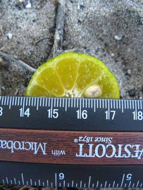            Fruit cross-section (Winter Haven, FL)   