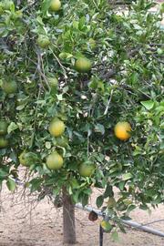            Habit (Riverside, CA)   