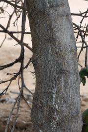              Bark (Riverside, CA)       