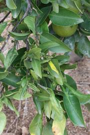            Sun leaves (Riverside, CA)   