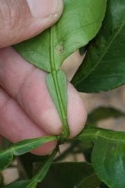              Petiole (Riverside, CA)       