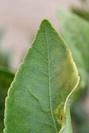              Margin (Riverside, CA)       