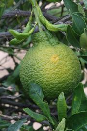            Immature fruit (Riverside, CA)   