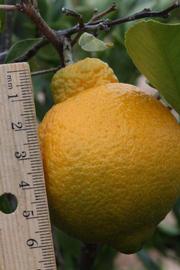            Fruit (Riverside, CA)   