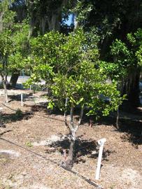            Habit (Winter Haven, FL)   