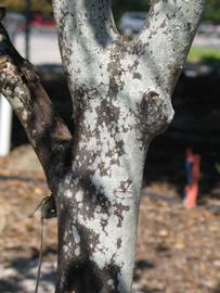            Bark (Winter Haven, FL)      