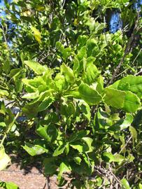              Sun leaves (Winter Haven, FL)       