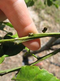            First year twig (Winter Haven, FL)   