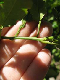            First year twig (Winter Haven, FL)   