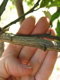              Second - third year twig (Winter Haven, FL)       