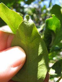              Margin (Winter Haven, FL)       