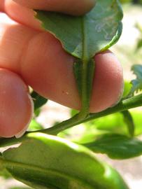              Petiole (Winter Haven, FL)       