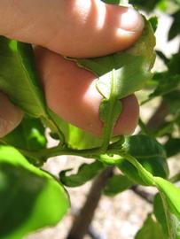              Petiole (Winter Haven, FL)       