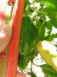              Unifoliolate leaf (Winter Haven, FL)       