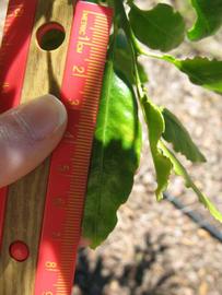              Unifoliolate leaf (Winter Haven, FL)       