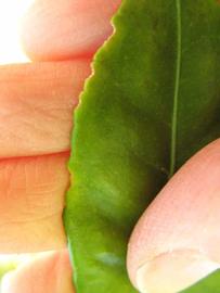              Margin (Winter Haven, FL)       