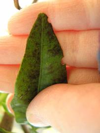              Margin (Winter Haven, FL)       