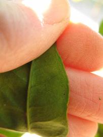              Margin (Winter Haven, FL)       