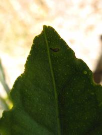              Margin (Winter Haven, FL)       