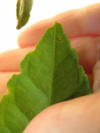              Margin (Winter Haven, FL)       