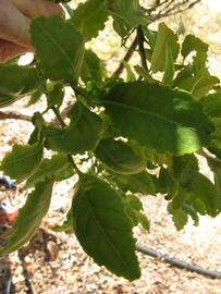            Shade leaves (Winter Haven, FL)   