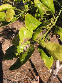           Sun leaves (Winter Haven, FL)   