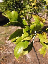            Sun leaves (Winter Haven, FL)   
